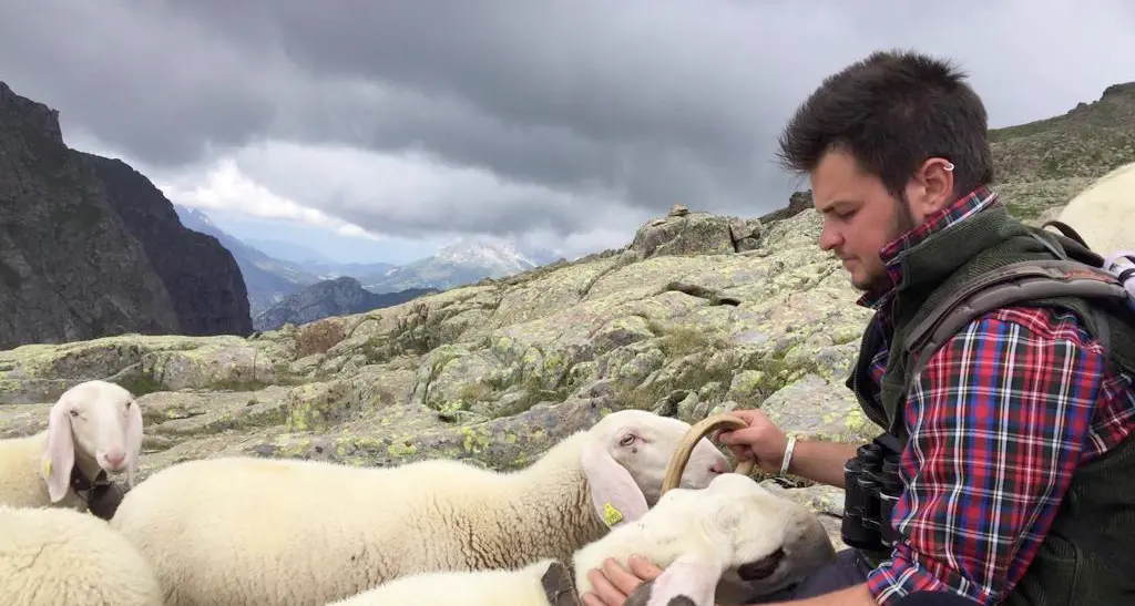 Via le greggi da Juribrutto i giovani pastori tornano a valle dopo le predazioni dei lupi