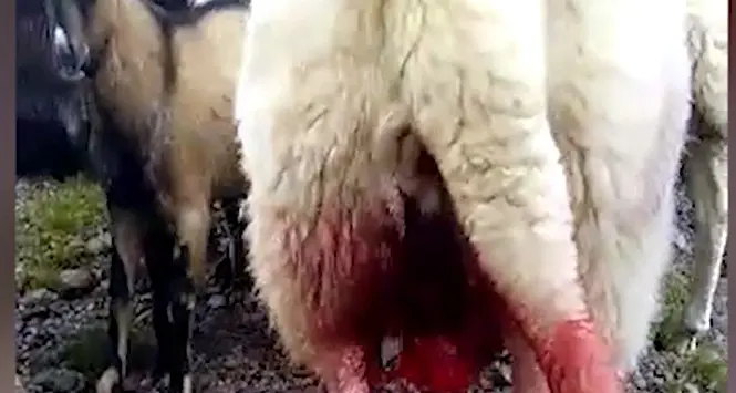 I lupi attaccano il gregge a malga Bocche, val di Fassa
