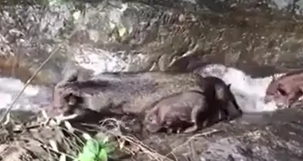 Il tuffo irresistibile dei cuccioli di cinghiale: \"spanciate\" nelle pozze del torrente