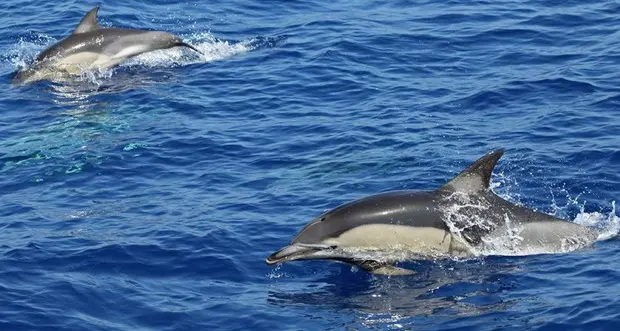 Nel mare della Sardegna sempre più avvistamenti di delfini e cetacei rari