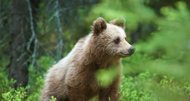 Orso, nessuno pensa alle mucche e alle pecore