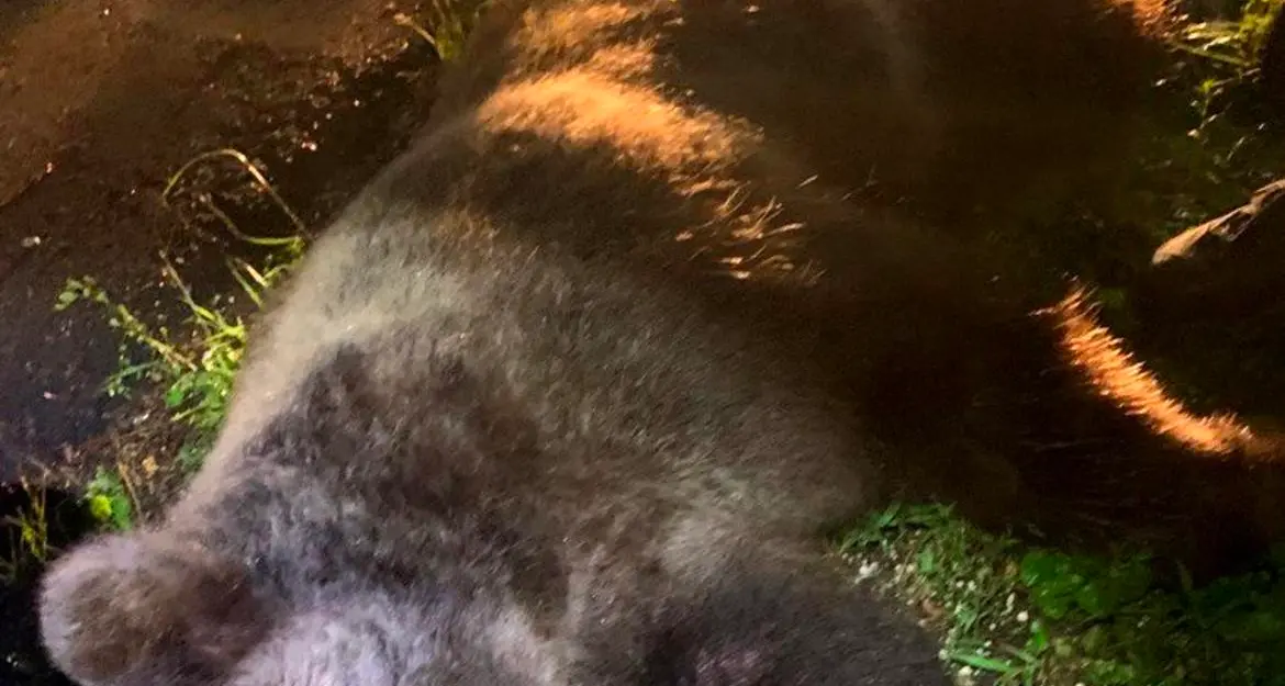 Orso aggredisce un carabiniere a poi viene catturato ad Andalo: FOTO e COMUNICATO UFFICIALE