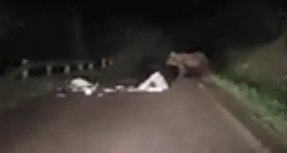 Andalo: l'orso catturato stanotte dopo l'attacco al carabiniere filmato sulla strada - GUARDA IL VIDEO