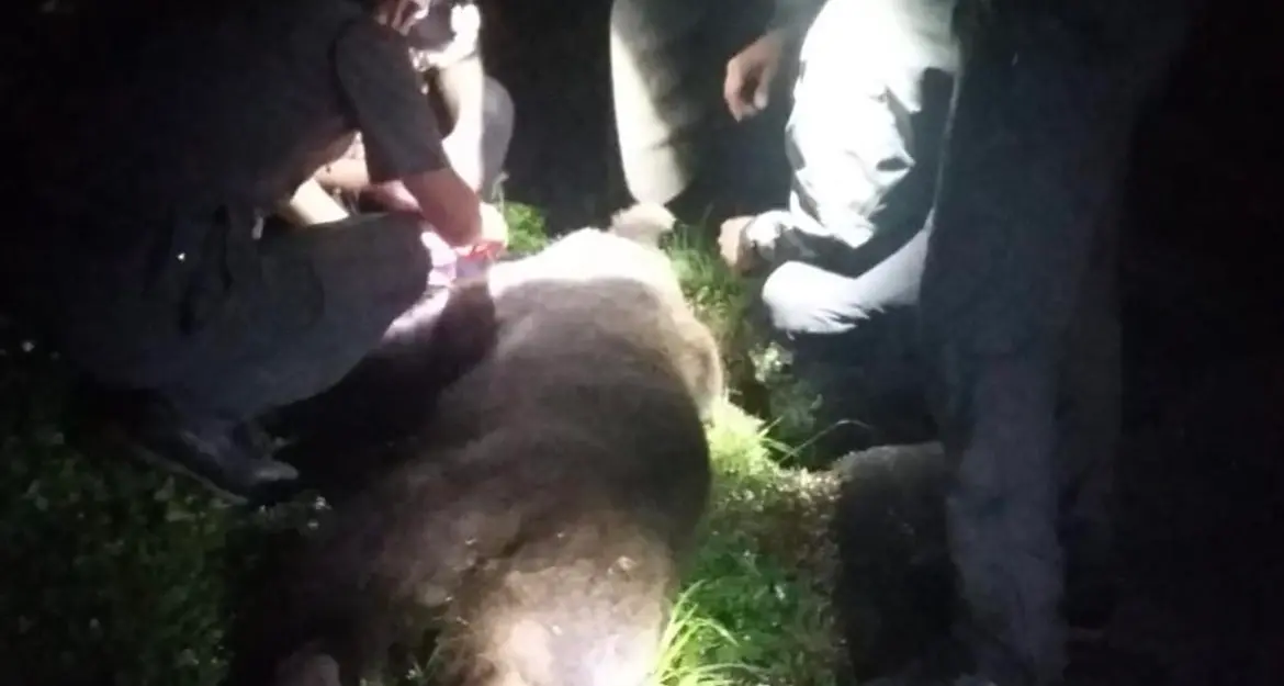 Andalo, \"un attacco molto grave\" La Provincia fa il punto sull'orso M57 Fugatti: \"Potevamo abbatterlo, e invece...\"
