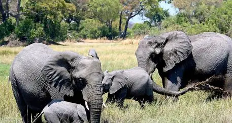 Moria di oltre 350 elefanti in Botswana per cause misteriose