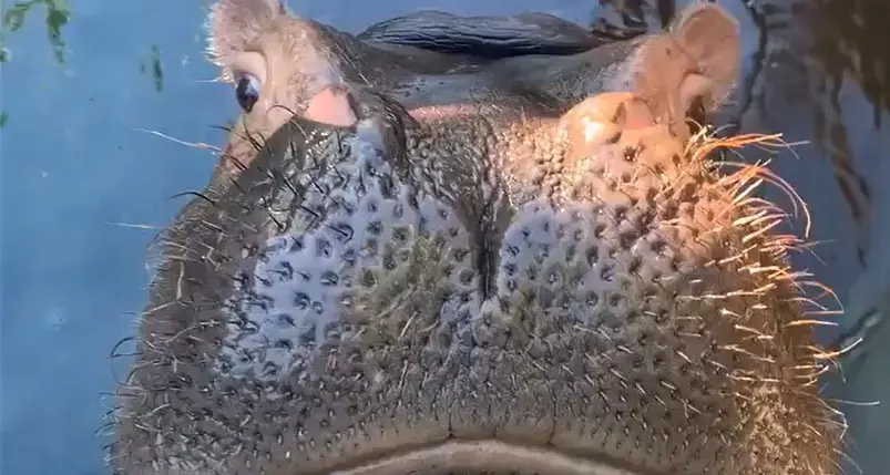 Fiona, l'ippopotamo che crede di essere un delfino - Video