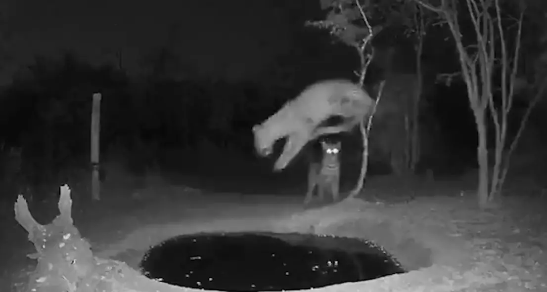 L'irresistibile balzo del leopardo spaventato mentre si abbevera in Sudafrica