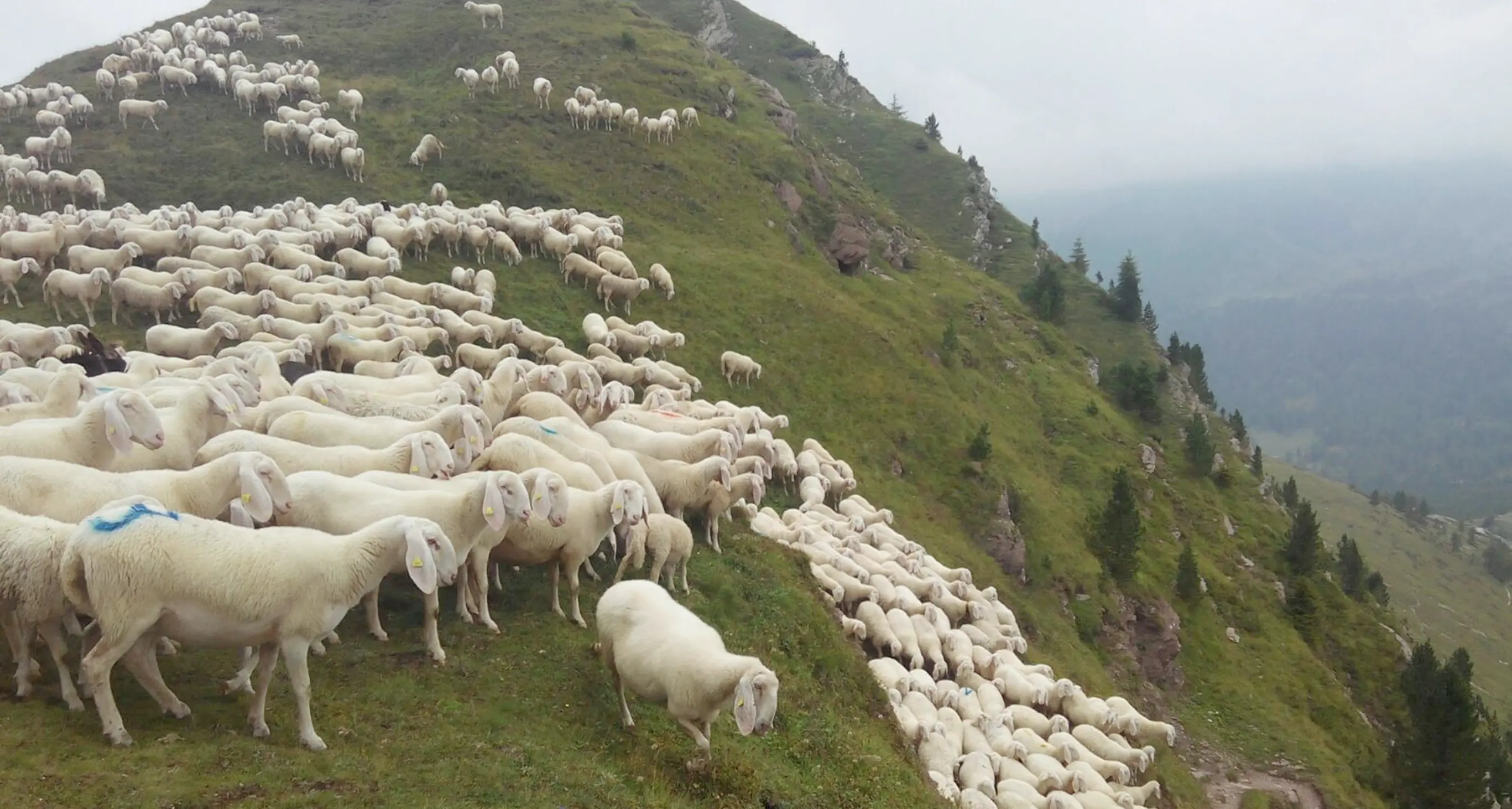 Gregge finito nel dirupo terrorizzato da due lupi