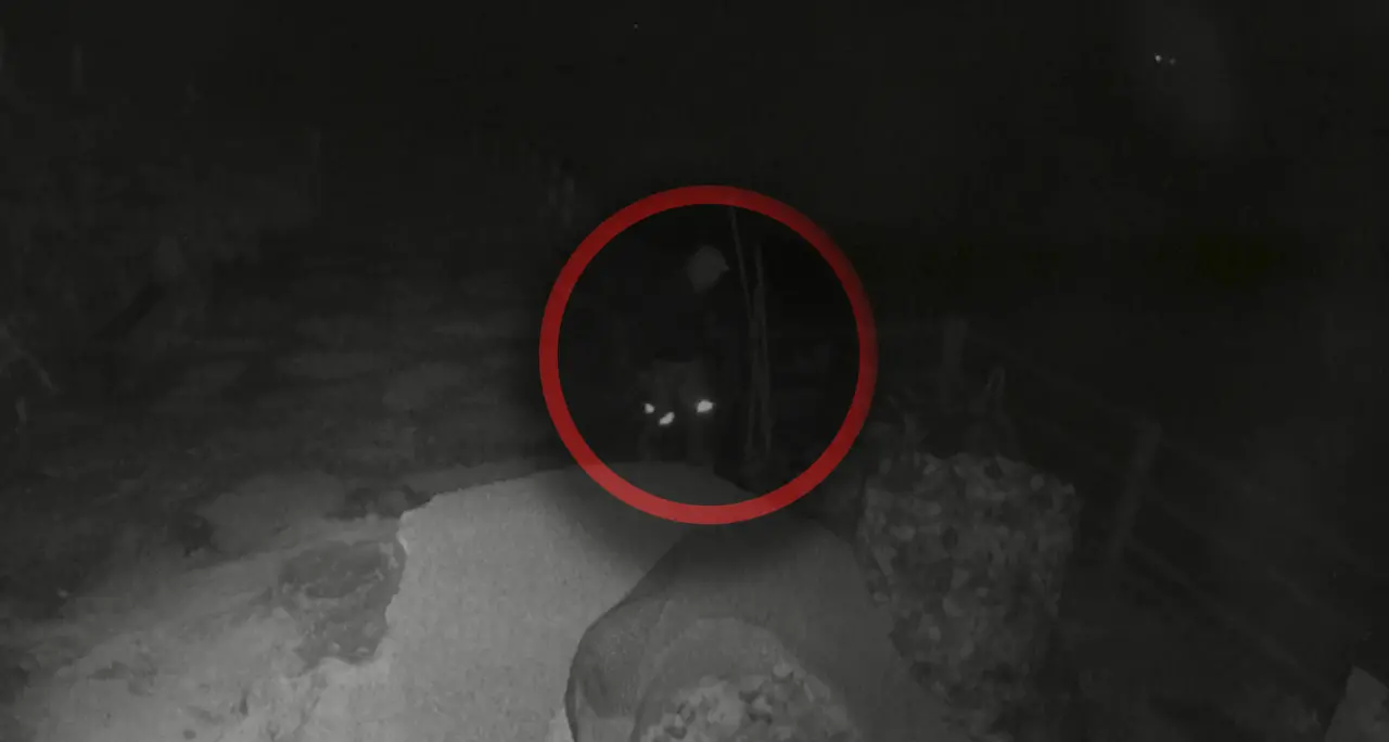 «Chi riconosce quest'uomo?» In Pusteria scatta la caccia al ladro di alveari