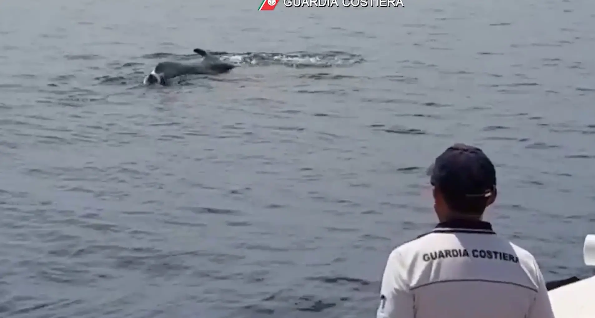 La balenottera senza la penna caudale ha raggiunto un'area marina protetta Il video della Guardia costiera