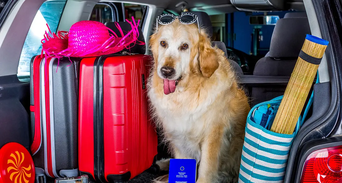 La \"valigia\" del cane: ecco come viaggiare con Fido