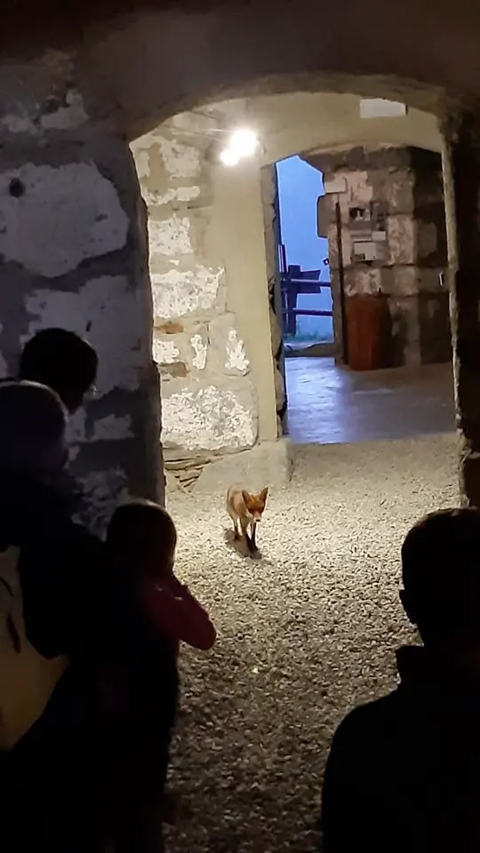 Forte Strino, anche le volpi sono appassionate di storia