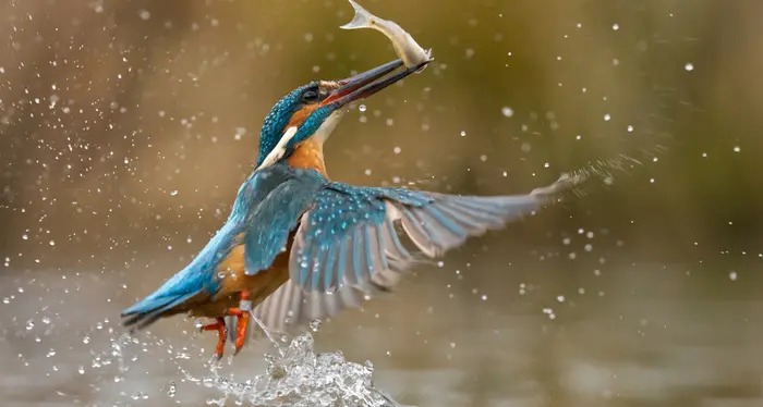 Obiettivo Terra 2020: vince la foto del martin pescatore