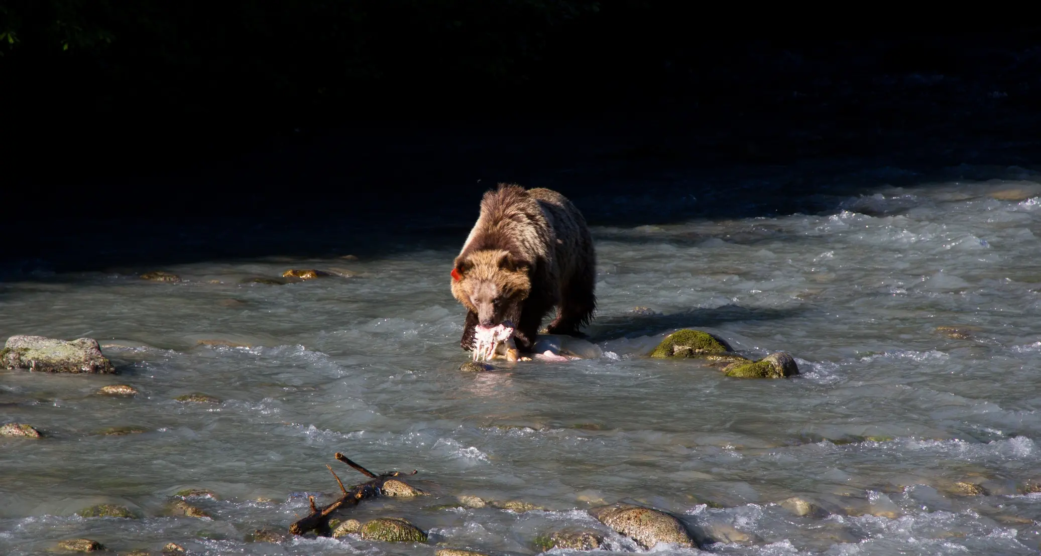 Val Genova, si imbatte nell'orso mentre fa colazione sul fiume Sarca - FOTOGALLERY