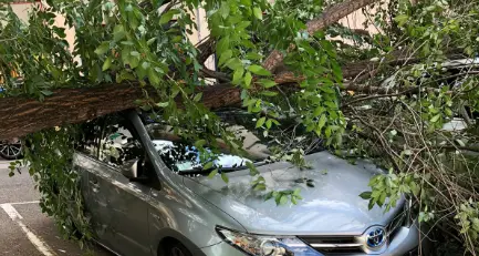 Auto schiacciata da un albero in largo Nazario Sauro: «Avevo appena parcheggiato»