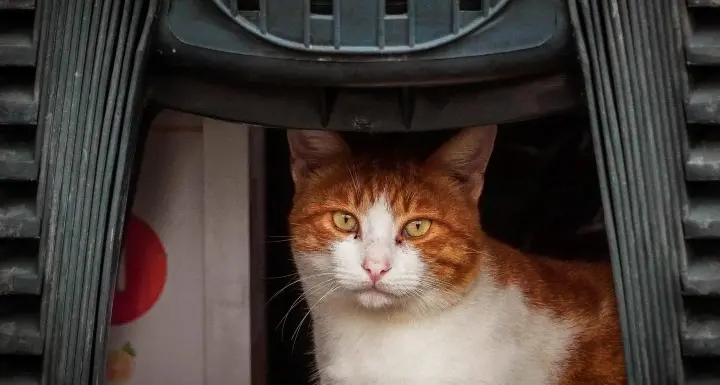 Convivenza con i gatti nel lockdown è migliorata la relazione col micio