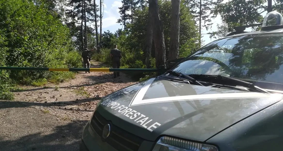 M49 è nella parte alta della Marzola circondato da Forestali con i cani e seguito grazie al radiocollare