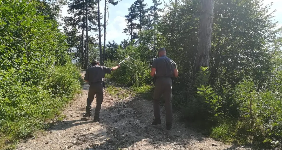 M49 si trova ancora libero sulla Marzola con i forestali che ne seguono il segnale mentre i tecnici di Ispra sono arrivati al Casteller