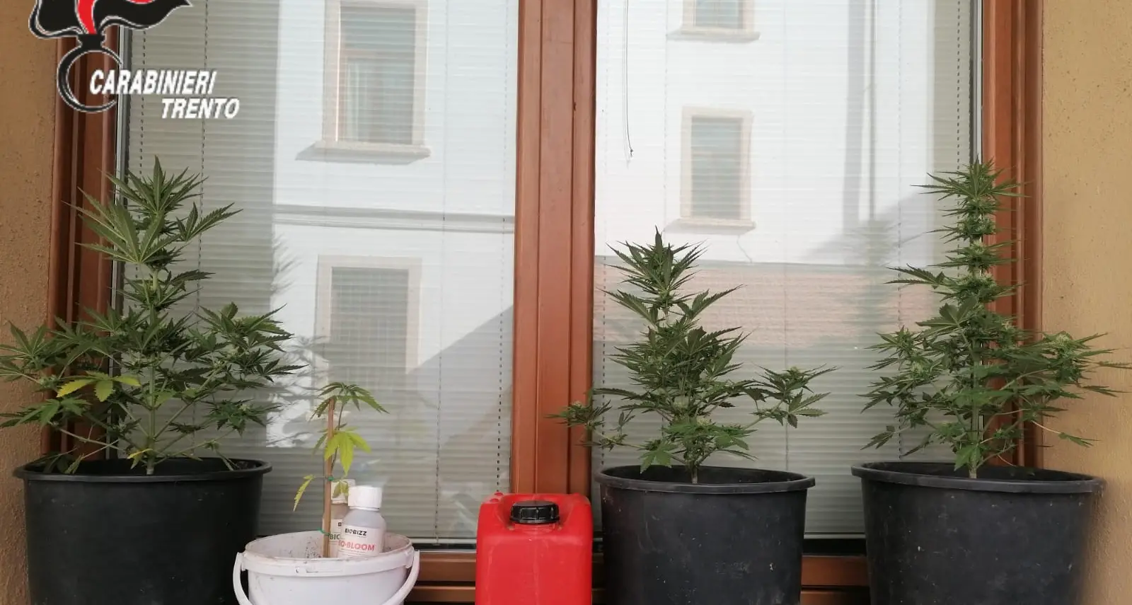 In un casolare di Mattarello i Carabinieri bloccano due minorenni con la marijuana