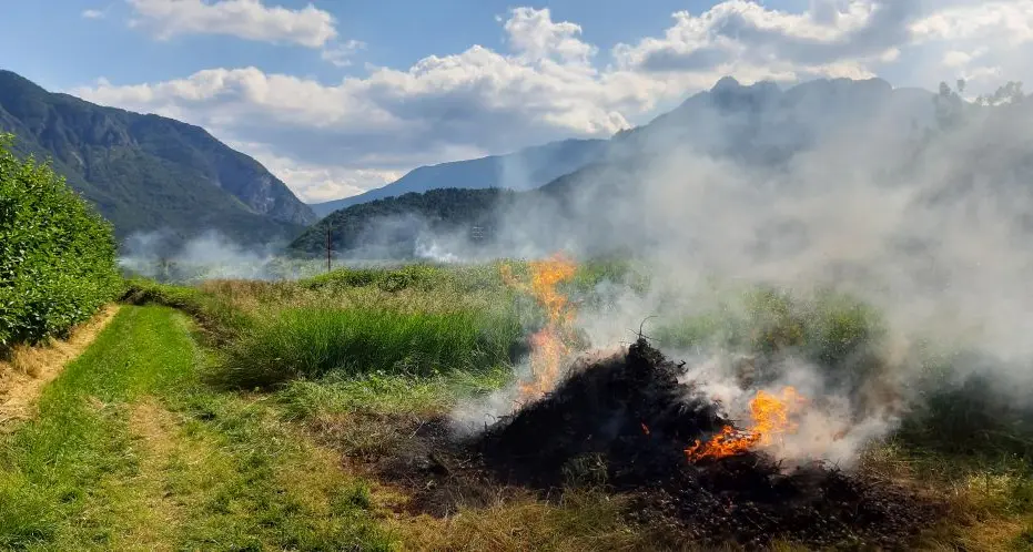 Colpo di fuoco sui meli la Fondazione Mach avverte «debellare i cancri adesso»