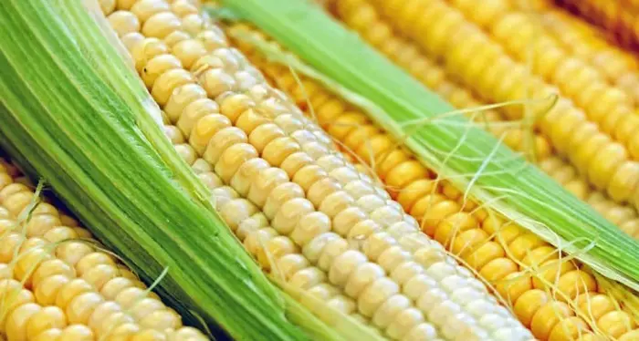Scoperti i geni vegetali che regolano la fioritura del mais precoce