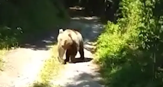 Incontra l'orso sulla strada che lo segue per cento metri: incredibile a Cavedago - IL VIDEO