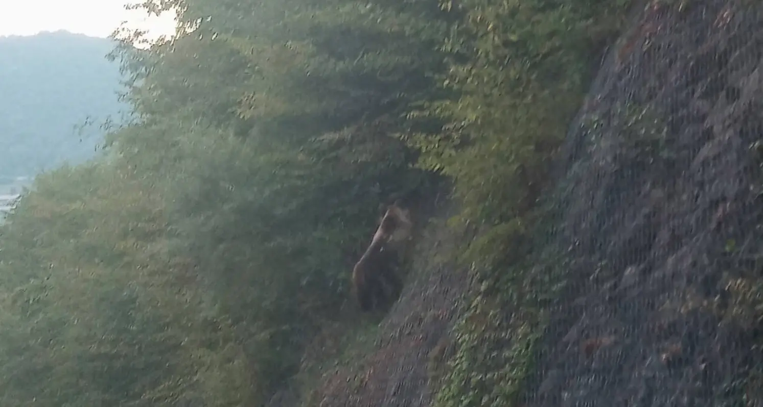 Cimone: si ritrova a tu per tu con l'orso