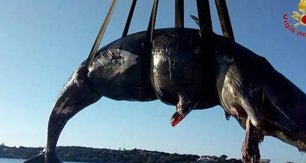 Balene del Mediterraneo minacciate da reti, plastica e virus