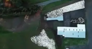 L'incredibile spettacolo dal cielo del cane da pastore - Video