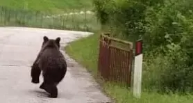 Tanti avvistamenti, ma l'orso in Trentino Orientale è uno solo: M63, quello di Calliano