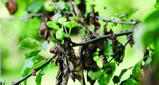 Colpo di fuoco, \"pandemia\" vegetale Il servizio agricoltura della Provincia parla di «grave e diffusa infestazione»