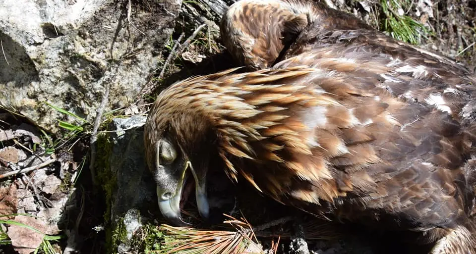 Caccia a chi ha ucciso un'aquila nel nido: associazione ambientalista offre 1.000 euro per individuarlo