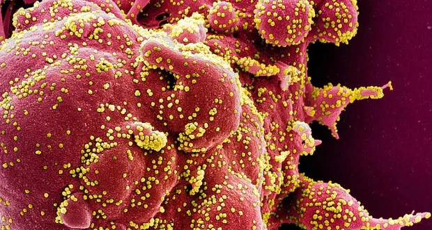 I lati oscuri del coronavirus molto infettivo, rapidissimo e virale prima di mostrarsi