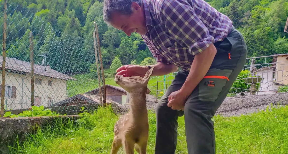 La storia del Bambi cieco e del cacciatore che lo salva col biberon