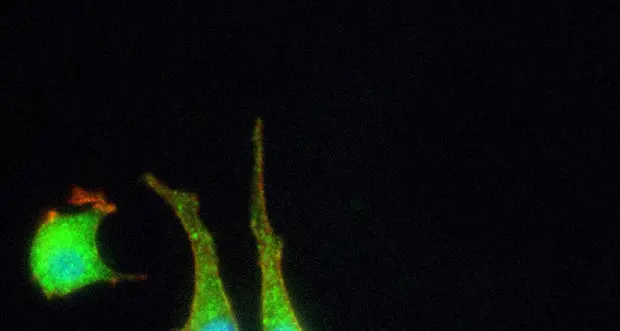 La prima sinapsi artificiale dialoga con cellule nervose: verso il cervello bionico