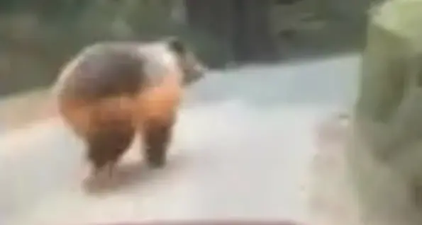 Inseguirono orsa e cucciolo con la Panda: l'Enpa li denuncia
