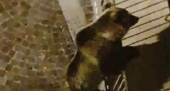 L'orso acrobata sconfina verso il vicentino - Video