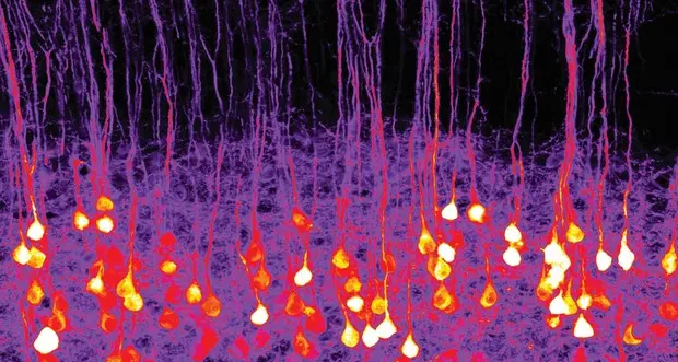 Profumi, ricerca a Rovereto svela come li sente il cervello