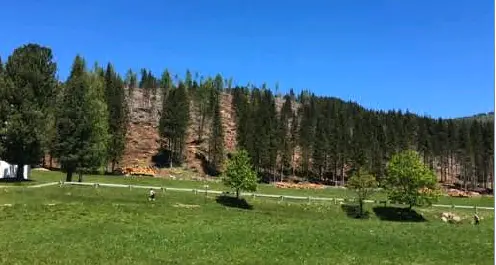 L'asino imbizzarrito lo morde Anziano finisce in ospedale