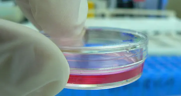 Coronavirus, gli anticorpi di precisione utili come il vaccino