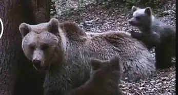 Giornata dell'ambiente: mamma orsa con i cuccioli tenerezze nel Parco - VIDEO