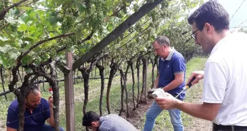 Sensori e automazione: con la Fbk nei vigneti l'agricoltura del futuro