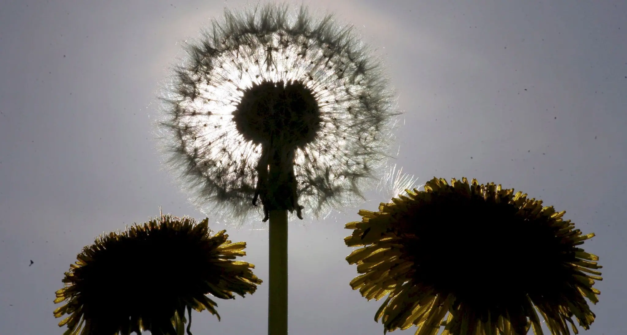 Bollettino dei pollini: attenzione a ortica e olivo il report completo della Fem