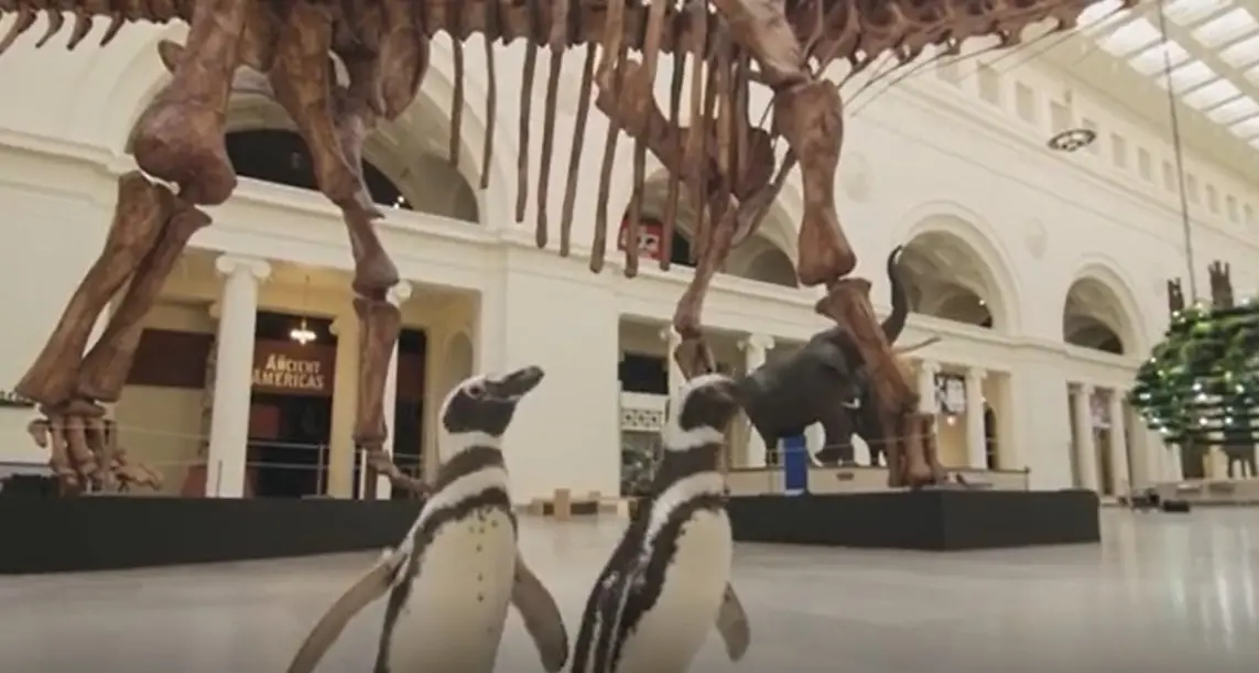 Una notte al museo... L'incontro tra i due pinguini in visita e un T-rex...