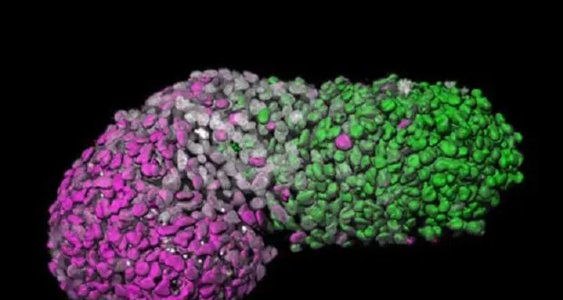 Dalle staminali un modello di embrione umano di 3 settimane