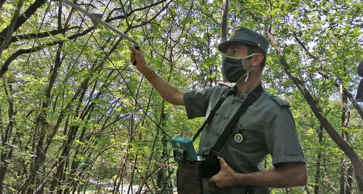 L'orso M49 si toglie il radiocollare rinvenuto a terra dai Forestali: ora è di nuovo libero in Lagorai