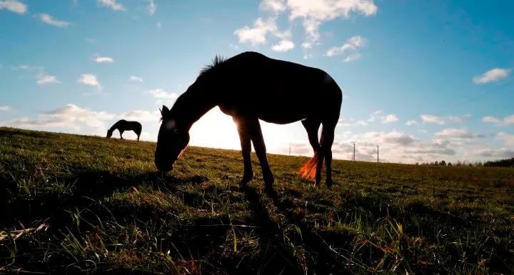 Cavallo colpisce al volto con una zoccolata una bimba di 9 anni: soccorsa dall'elicottero