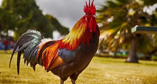 Il gallo in agritur canta alle 4 parte la diffida legale dell'altro agritur concorrente