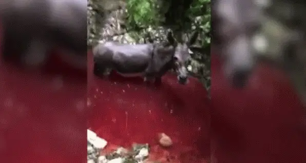 Attacco dei lupi a Lentiai sono arrivati nel Bellunese: vittime due asini, uno è morto