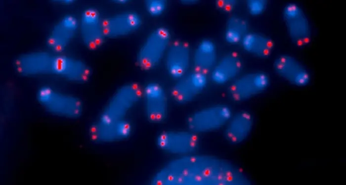 Per battere il cancro si studia il perché i tumori sono «immortali»